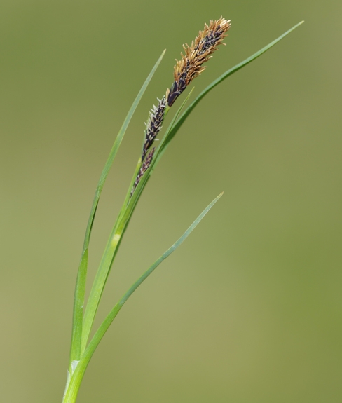 Pflanzenbild gross Eis-Segge - Carex frigida