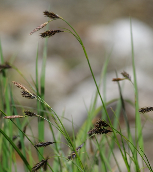 Pflanzenbild gross Eis-Segge - Carex frigida