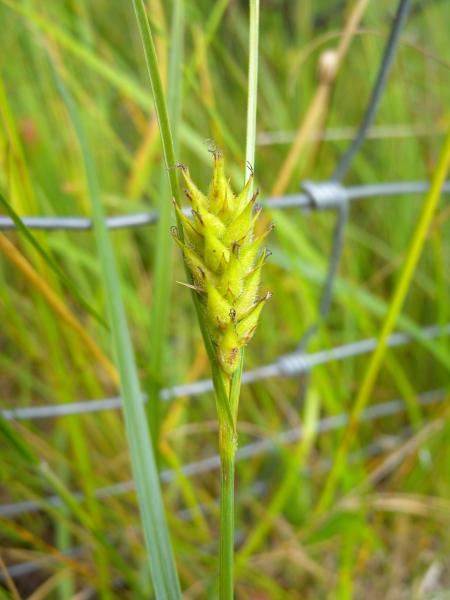 Pflanzenbild gross Behaarte Segge - Carex hirta