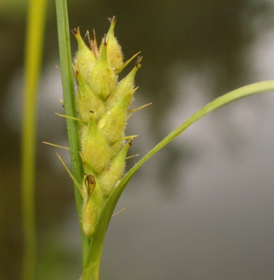 Pflanzenbild gross Behaarte Segge - Carex hirta