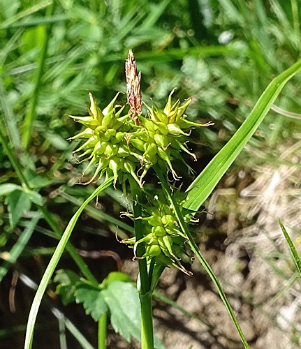 Pflanzenbild gross Gewöhnliche Gelbe Segge - Carex flava