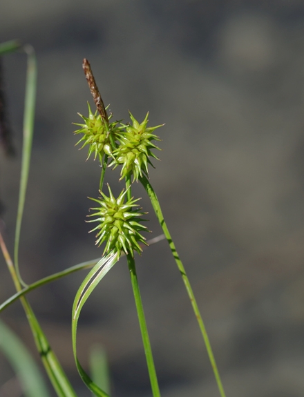 Pflanzenbild gross Gewöhnliche Gelbe Segge - Carex flava