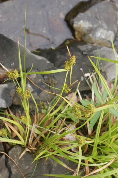 Pflanzenbild gross Gewöhnliche Gelbe Segge - Carex flava