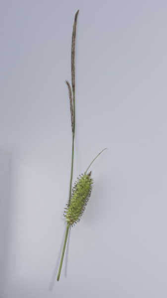 Pflanzenbild gross Schnabel-Segge - Carex rostrata