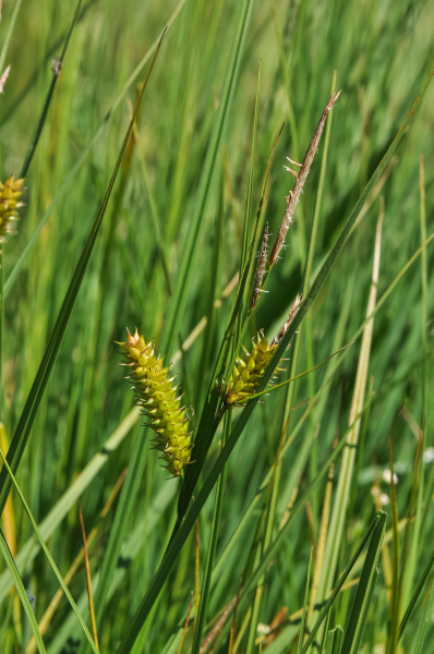 Pflanzenbild gross Schnabel-Segge - Carex rostrata