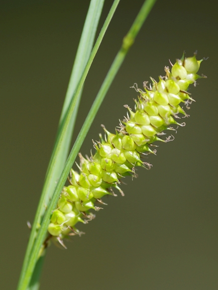 Pflanzenbild gross Schnabel-Segge - Carex rostrata