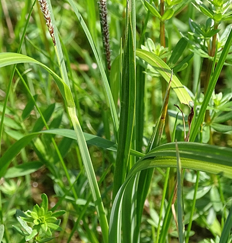Pflanzenbild gross Scharfkantige Segge - Carex acutiformis