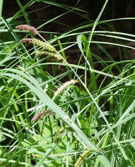 Pflanzenbild gross Scharfkantige Segge - Carex acutiformis
