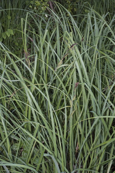 Pflanzenbild gross Scharfkantige Segge - Carex acutiformis