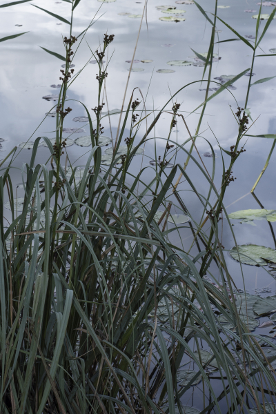 Pflanzenbild gross Schneidebinse - Cladium mariscus