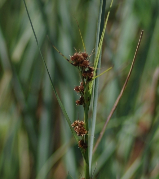 Pflanzenbild gross Schneidebinse - Cladium mariscus