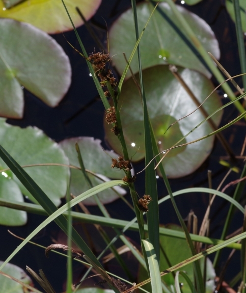 Pflanzenbild gross Schneidebinse - Cladium mariscus