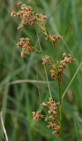 Pflanzenbild gross Schneidebinse - Cladium mariscus