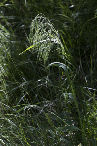 Pflanzenbild gross Dach-Trespe - Bromus tectorum