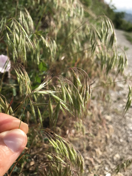 Pflanzenbild gross Dach-Trespe - Bromus tectorum