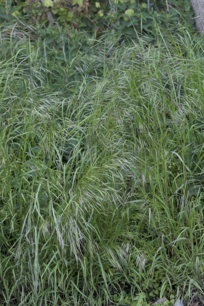 Pflanzenbild gross Taube Trespe - Bromus sterilis