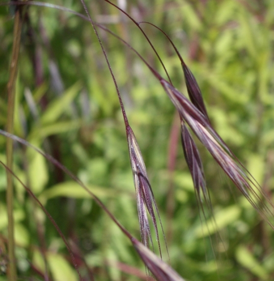 Pflanzenbild gross Taube Trespe - Bromus sterilis