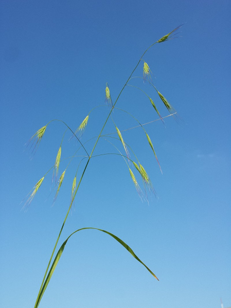 Pflanzenbild gross Taube Trespe - Bromus sterilis