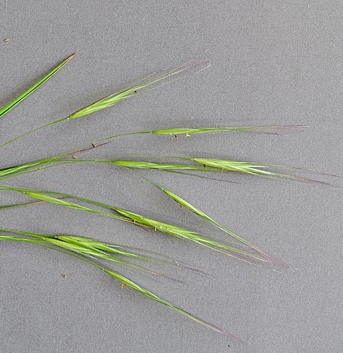 Pflanzenbild gross Taube Trespe - Bromus sterilis