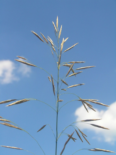 Pflanzenbild gross Grannenlose Trespe - Bromus inermis