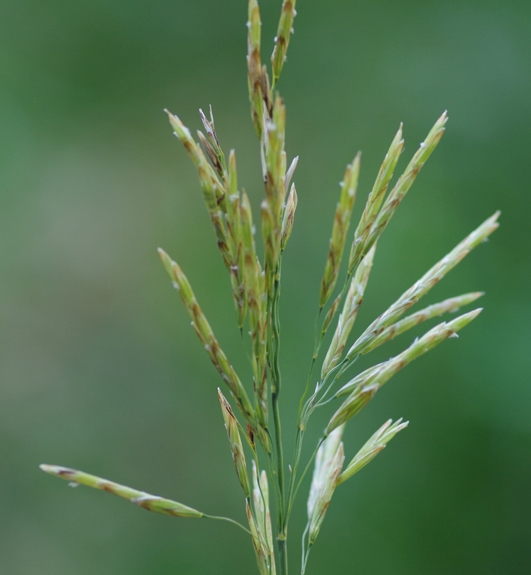 Pflanzenbild gross Grannenlose Trespe - Bromus inermis