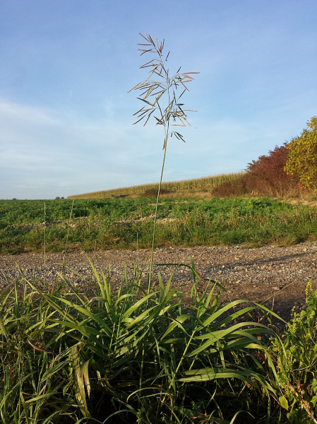 Pflanzenbild gross Grannenlose Trespe - Bromus inermis