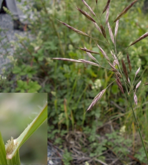 Pflanzenbild gross Grannenlose Trespe - Bromus inermis