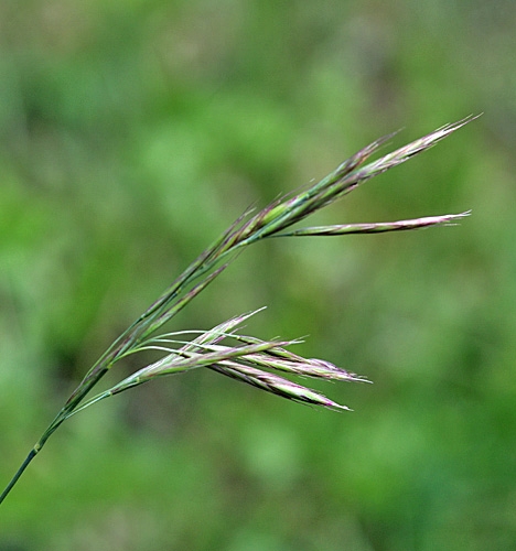 Pflanzenbild gross Aufrechte Trespe - Bromus erectus
