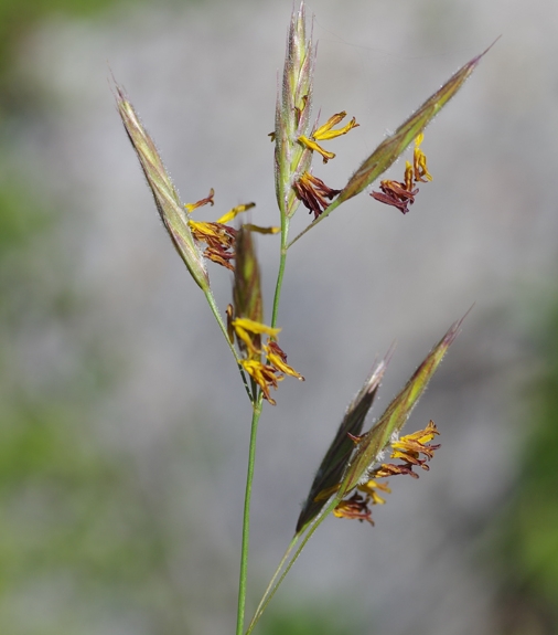 Pflanzenbild gross Aufrechte Trespe - Bromus erectus