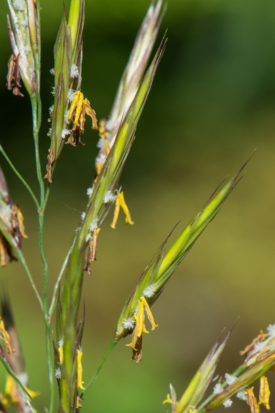 Pflanzenbild gross Aufrechte Trespe - Bromus erectus