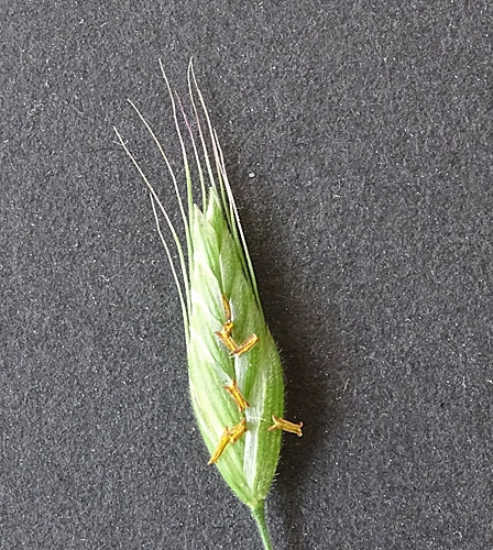 Pflanzenbild gross Gersten-Trespe - Bromus hordeaceus