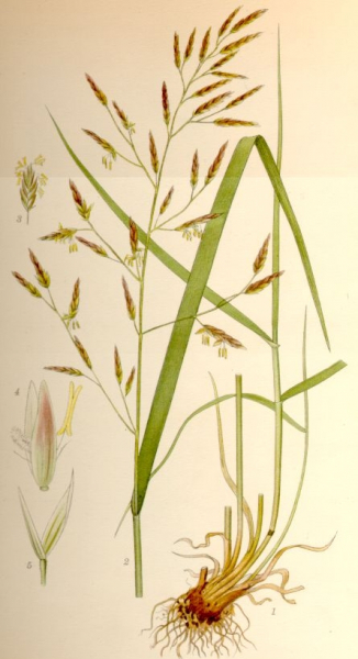 Pflanzenbild gross Wiesen-Schwingel - Festuca pratensis