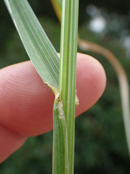 Pflanzenbild gross Wiesen-Schwingel - Festuca pratensis