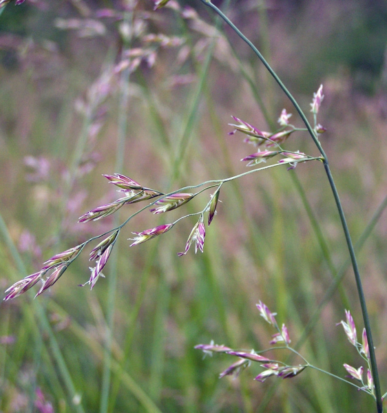 Pflanzenbild gross Wiesen-Schwingel - Festuca pratensis
