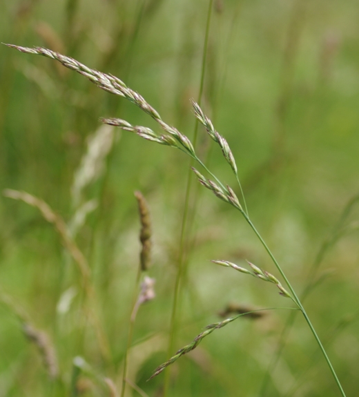 Pflanzenbild gross Wiesen-Schwingel - Festuca pratensis