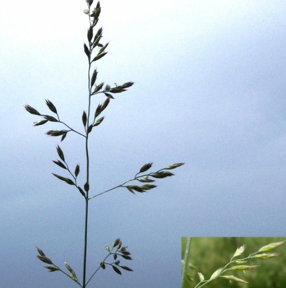 Pflanzenbild gross Rohr-Schwingel - Festuca arundinacea