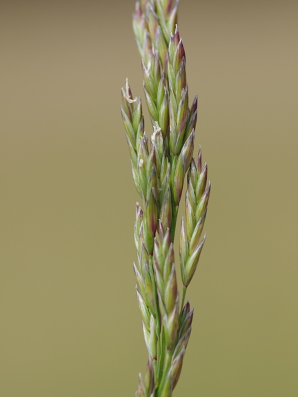 Pflanzenbild gross Rohr-Schwingel - Festuca arundinacea