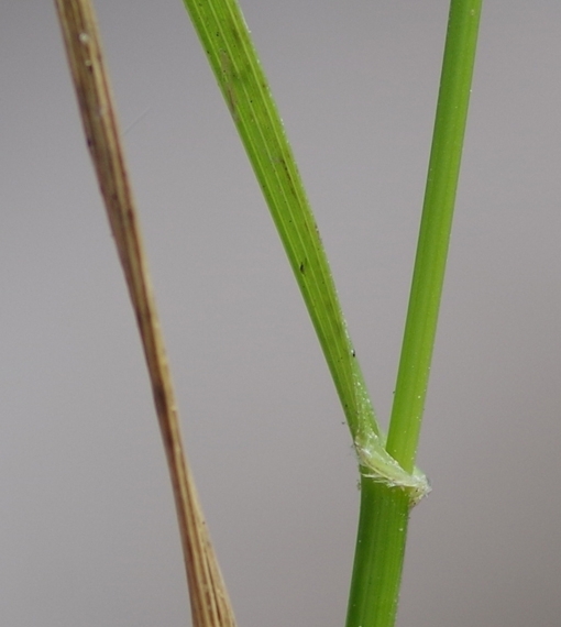 Pflanzenbild gross Rohr-Schwingel - Festuca arundinacea