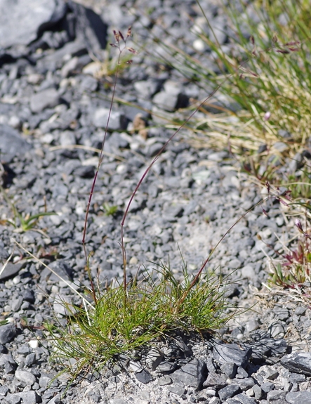 Pflanzenbild gross Niedriger Schwingel - Festuca quadriflora