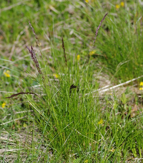 Pflanzenbild gross Niedriger Schwingel - Festuca quadriflora