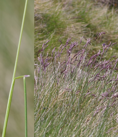 Pflanzenbild gross Bunt-Schwingel - Festuca varia aggr.