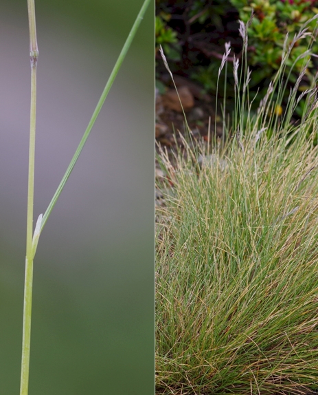 Pflanzenbild gross Bunt-Schwingel - Festuca varia aggr.