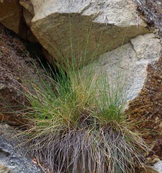 Pflanzenbild gross Bunt-Schwingel - Festuca varia aggr.