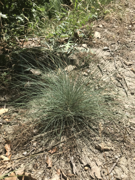 Pflanzenbild gross Walliser Schwingel - Festuca valesiaca
