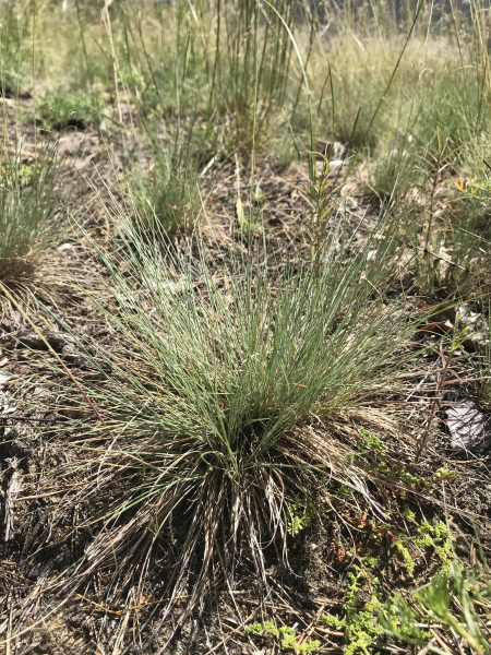 Pflanzenbild gross Walliser Schwingel - Festuca valesiaca