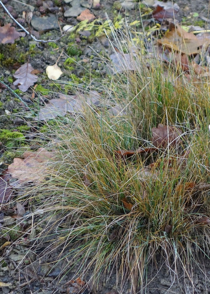 Pflanzenbild gross Walliser Schwingel - Festuca valesiaca