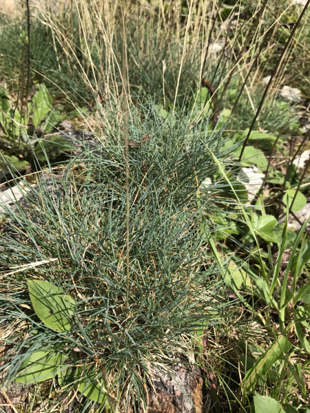 Pflanzenbild gross Schaf-Schwingel - Festuca ovina aggr.