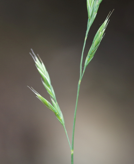 Pflanzenbild gross Schaf-Schwingel - Festuca ovina aggr.