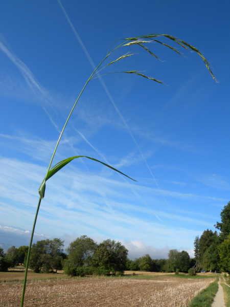 Pflanzenbild gross Riesen-Schwingel - Festuca gigantea