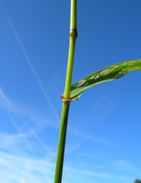 Pflanzenbild gross Riesen-Schwingel - Festuca gigantea